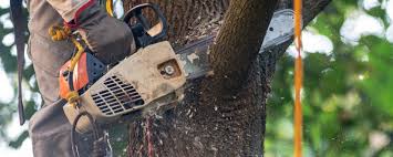 Best Lawn Maintenance Plans  in Tehaleh, WA