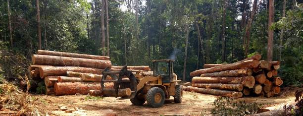 Best Tree and Shrub Care  in Tehaleh, WA