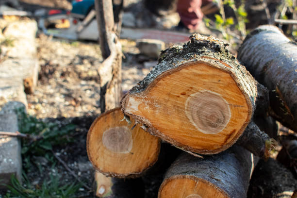 Tree and Shrub Care