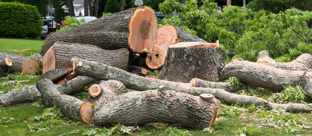 Best Arborist Consultation Services  in Tehaleh, WA
