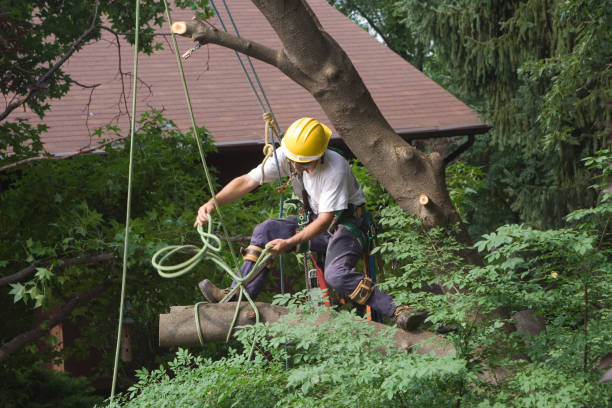 Best Tree Planting  in Tehaleh, WA