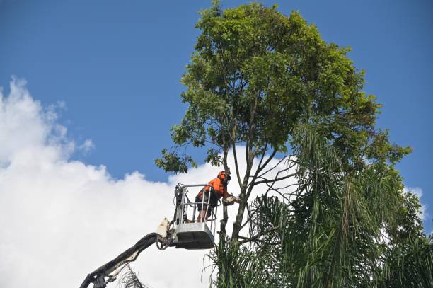 Best Leaf Removal  in Tehaleh, WA