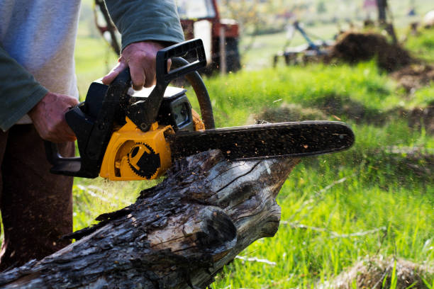How Our Tree Care Process Works  in  Tehaleh, WA